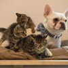 Photos, Video: OMG This French Bulldog Is A Foster Dad To ASPCA Kittens